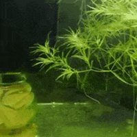 Plant Grass GIF by AquariumMe