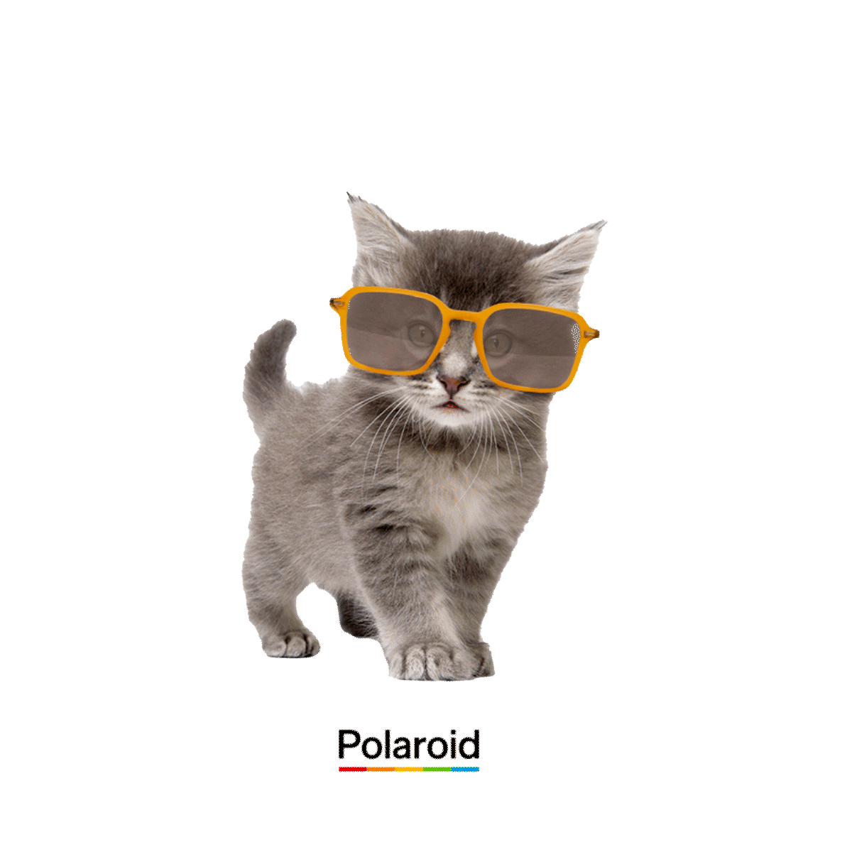 Cat Sunglasses Sticker By Polaroid Eyewear For Ios And Android Giphy