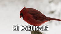 Go Cardinals