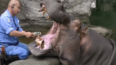 hippo maintenance GIF