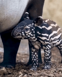 Chester Zoo Welcomes ‘Precious’ Rare Malayan Tapir Calf
