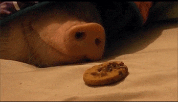 sooey pig gif sooey pig gif