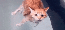 Cat GIF