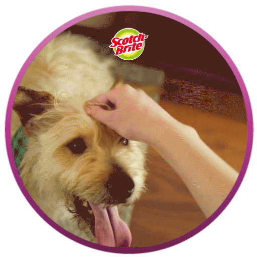 Scotchbrite Sticker by 3M