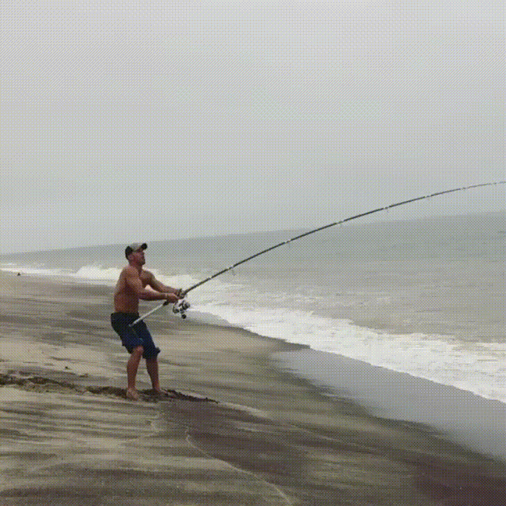 Shark Reeling GIF - Find & Share on GIPHY