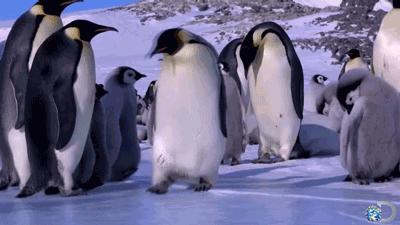 Drunk-penguin GIFs - Get the best GIF on GIPHY