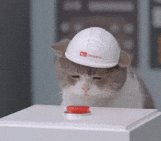 Lets Go Cat GIF