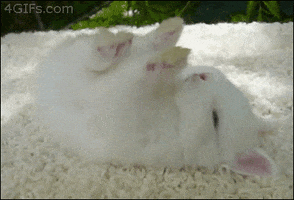 Video gif. Sweet little white rabbit sleeps on its back with its paws in the air.
