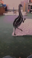 Arms Emu GIF