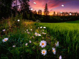 Nature GIF