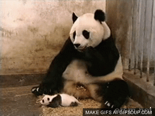 Baby Panda Eating GIF - Find & Share on GIPHY