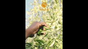 Daphne Koletti GIF