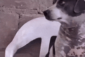 Dog Mirar GIF