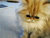Chat Triste GIFs - Find & Share on GIPHY