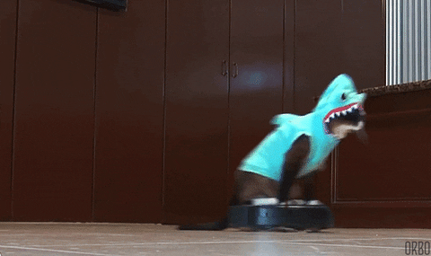 Cat dressed as a shark on a Roomba