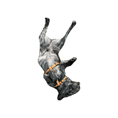 Cavalierkingcharlesspaniel Sticker