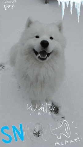 Snow Barking GIF