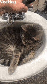 Angry-cat GIFs - Get the best GIF on GIPHY