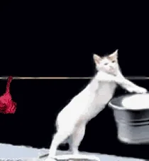 giphy.webp