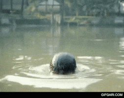 Cold Water Kid GIF by GifGari