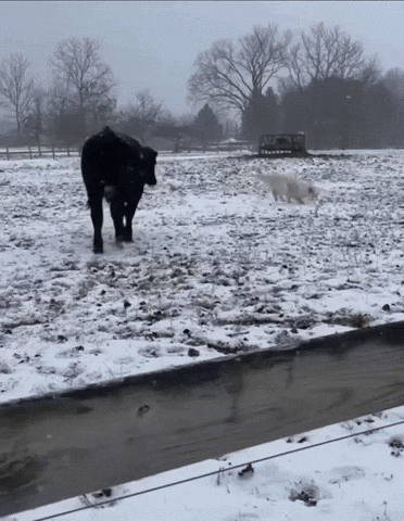 Run Dog GIF