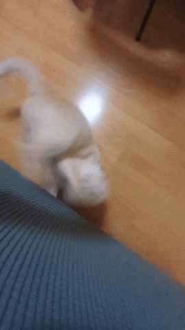 Funny Cat GIF