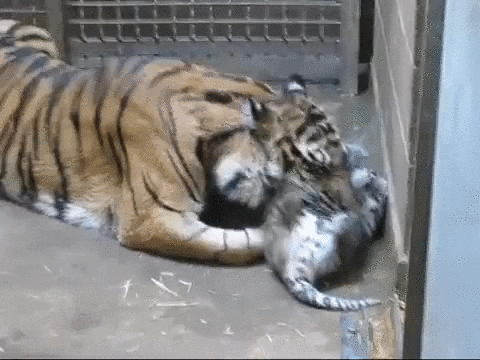 week mother GIF