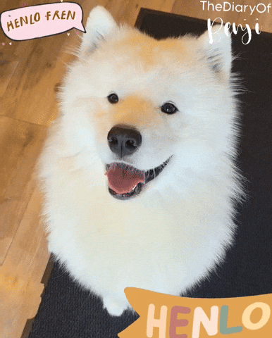 Ciao Hello GIF