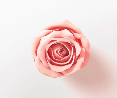 Gele of roze roos