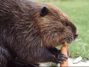 beaver