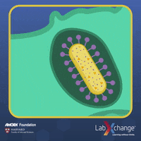 science-biology-labxchange-CWl0sS2SINTnRvaQeB