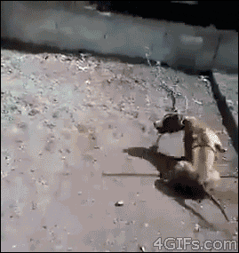nature, funny, gifs, destiny, fate, instant karma, immediate