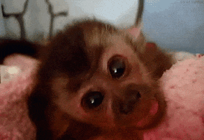 baby animal monkey GIF