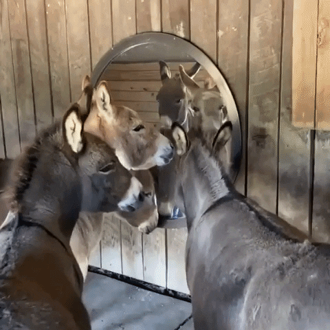 Mirror Funny Animals GIF by Storyful