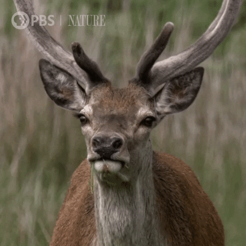 Hungry Pbs Nature GIF by Nature on PBS