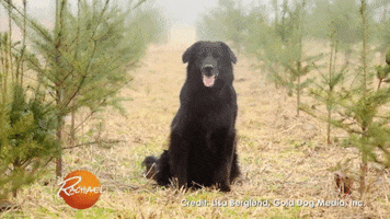 200.gif?cid=fc005b08e22c88516a1f25c448c4ebe7f0abfe16c95c0945&rid=200.gif&ct=g