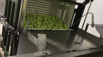 Hard Cider Cbc GIF