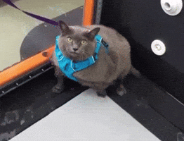 Cat GIF