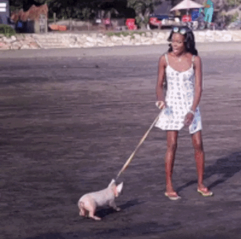 giphy.gif?cid=4d1e4f29263be04c8eec2057e2