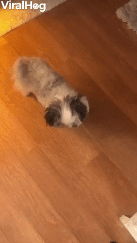 Tiny Dog Does Toothbrush Tap Dance GIF by ViralHog