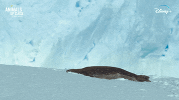 Nat Geo Seal GIF by National Geographic Channel