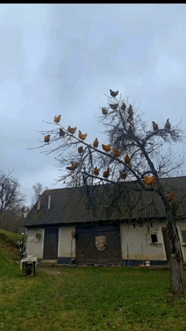 Carl Singh Johnson GIF