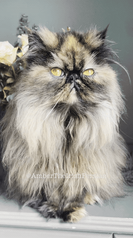 Cat GIF