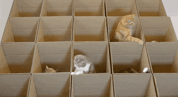 cats kittens GIF