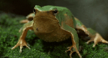 frog GIF