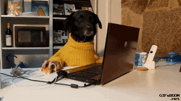 Working Dog Human GIF