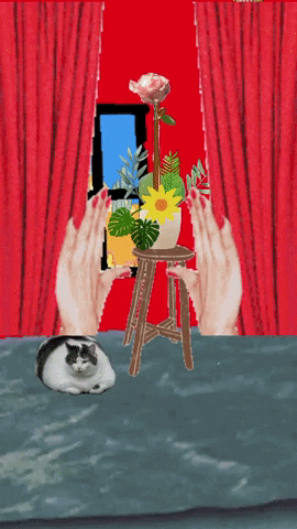 Cats Home GIF