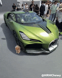 supercar-dog-hypercar-bugatti-mistral-CkHMN1eYvw7GW1mR4d
