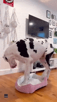 Great Dane Dogs GIF by Storyful
