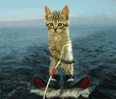 Digital art gif. A photo of a kitten is edited together with a video of choppy waters to make it seems as if the kitten is water skiing.